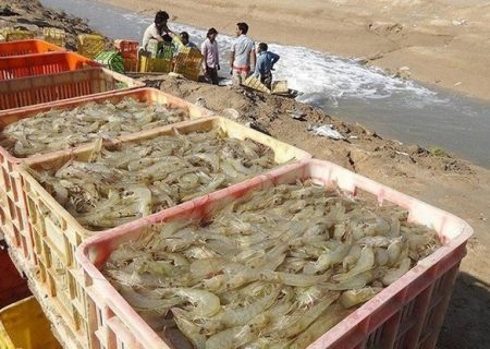 ۱۳۰ میلیارد تومان غرامت به پرورش‌دهندگان میگو در بوشهر پرداخت می‌شود