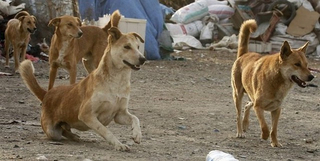 واکسیناسیون سگ‌های صاحب‌دار استان بوشهر علیه بیماری هاری