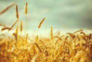 ایران در تولید گندم به پایداری رسید