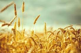 تولید بیش از ۳۴ هزار تن گندم در استان بوشهر