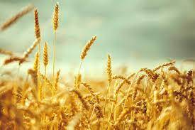 تولید بیش از ۳۴ هزار تن گندم در استان بوشهر