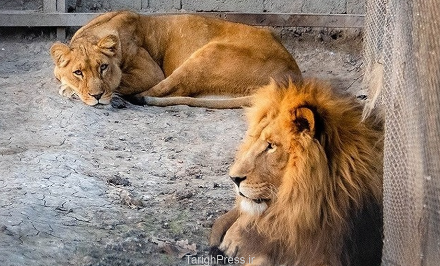 جمع‌آوری ۲ باغ‌وحش و ۴ باغ پرندگان