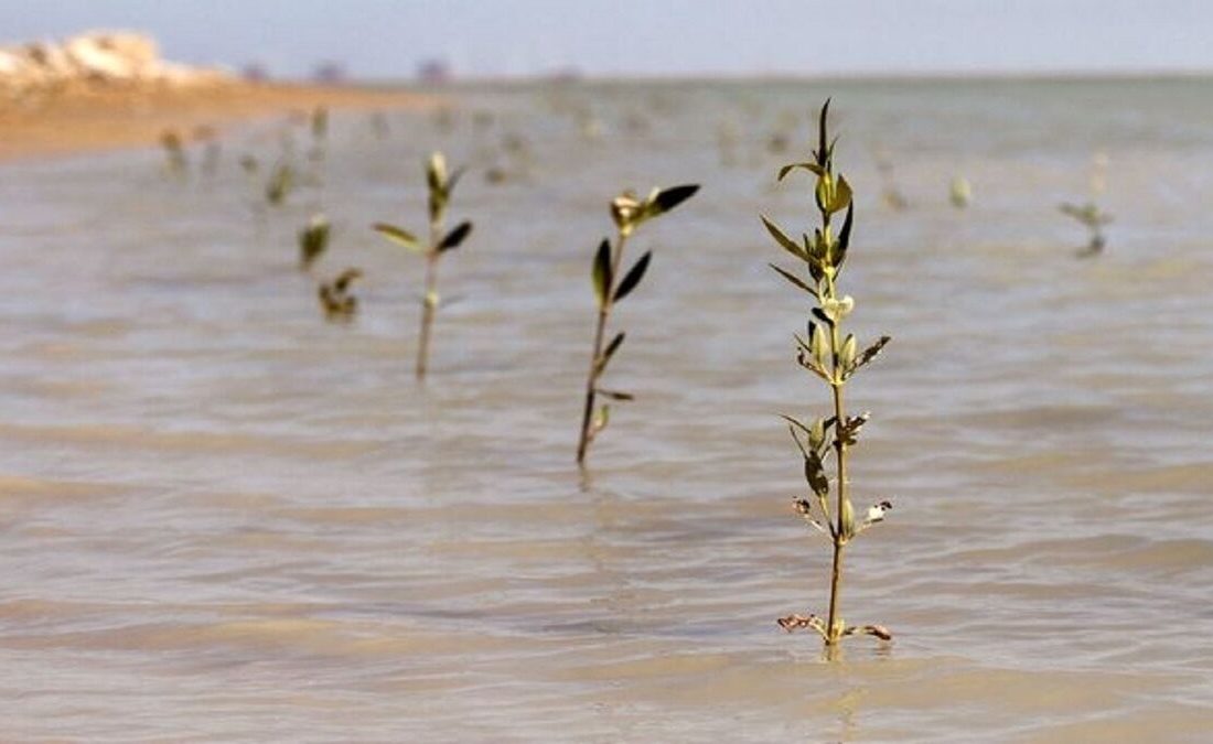 کاشت نهال حرا در ۵۰۰ هکتار سواحل بوشهر