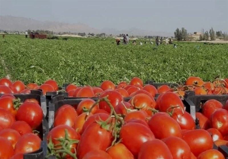 برداشت ۴۰۰ هزار تن گوجه‌فرنگی از مزارع استان بوشهر