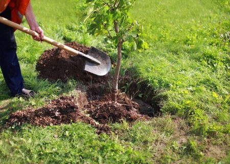 آغاز به کار طرح نهال کاری در ۱۶۵ هکتار از اراضی بیابانی شهرستان دشتستان