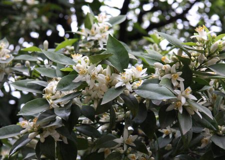 شیراز محروم از بوی عطر بهارنارنج!