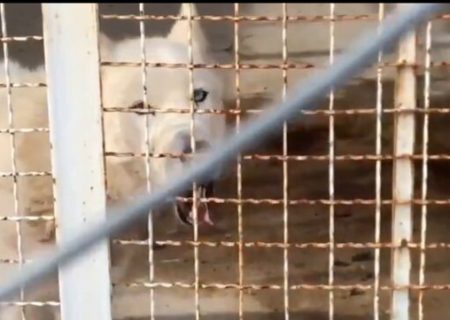 دو قلاده گرگ باغ وحش گراش سالم هستند