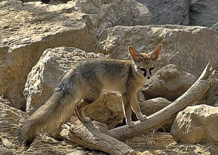 ثبت نخستین مشاهده گونه شاه روباه در شهرستان دشتستان