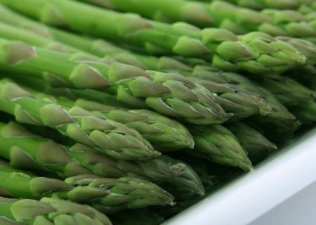 کشت موفقیت آمیز گیاه مارچوبه در دشتستان بوشهر