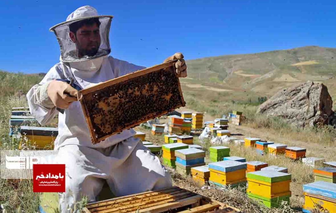 طرح ملی سرشماری زنبورستان‌های بیضا همزمان با دیگر نقاط کشور آغاز شد