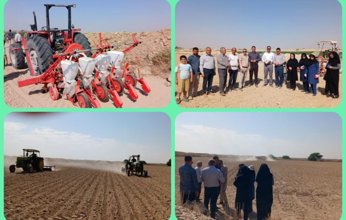 آغاز عملیات کاشت چغندرقند پاییزه برای اولین بار در دشتستان