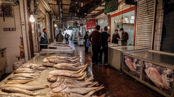 صید ماهی شیر در استان بوشهر ممنوع شد