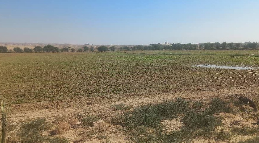 ۳۷۰ هکتار از اراضی دشتستان زیر کشت چغندر قند پاییزه رفت