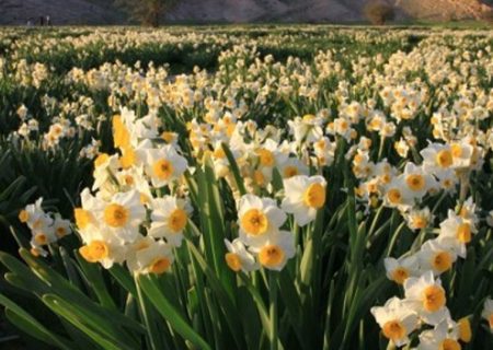 آغاز برداشت ۱۸۰ میلیون شاخه گل نرگس از بزرگترین دیم‌زار کشور