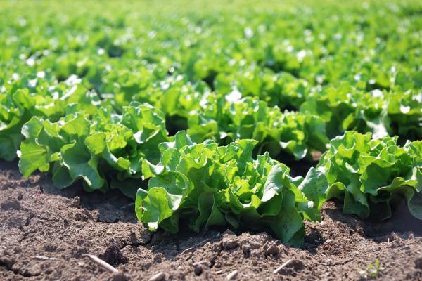 آغاز برداشت محصولات صیفی و سبزیجات از مزارع استان بوشهر