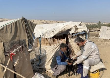 ۲۰۰۰ رأس دام در دشتستان علیه تب برفکی واکسینه شد