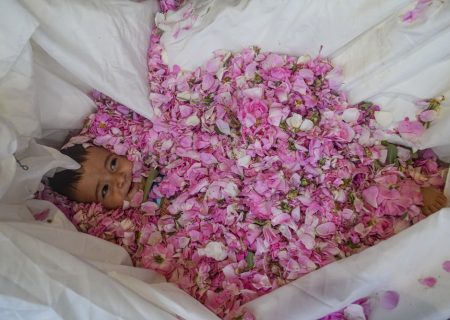 گل محمدی و گلاب گیری در میمند فارس/ مجموعه گردشگری دونیسا