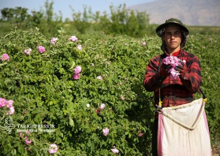 برداشت گل محمدی و گلاب گیری در میمند فارس