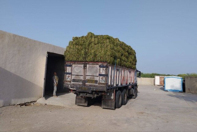 تعلیف دستی آهوها در منطقه حفاظتشده «مند»