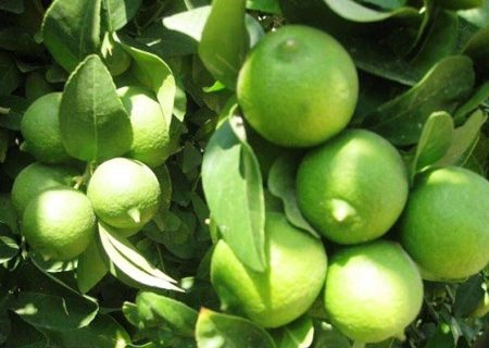 آغاز برداشت لیمو ترش در استان بوشهر/ پیش‌بینی تولید ۸۰ هزارتن