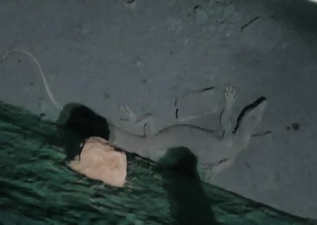 نجات بزمجه بیابانی از آب‌انبار قدیمی در دشتستان