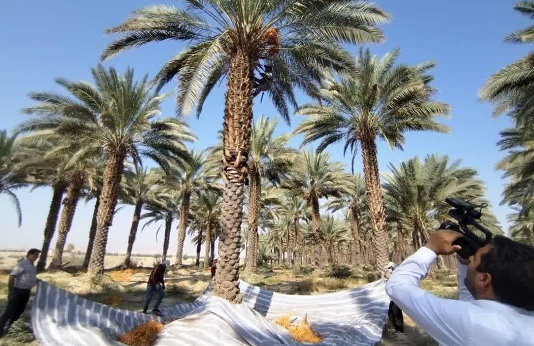 جشنواره خرمای زاهدی قیروکارزین؛ گامی برای معرفی «قصب» به رسانههای ملی