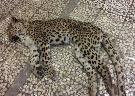 لاشه پلنگ ایرانی در بوشهر کشف شد