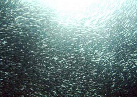 اعمال محدودیت‌های سختگیرانه برای صید ساردین ماهیان در سواحل استان بوشهر