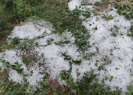 خسارت به ۵۰۰ هکتار محصول گوجه‌فرنگی استان بوشهر