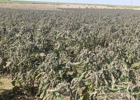 سرمازدگی ۱۰۰ هکتار از محصولات جالیزی شبانکاره دشتستان