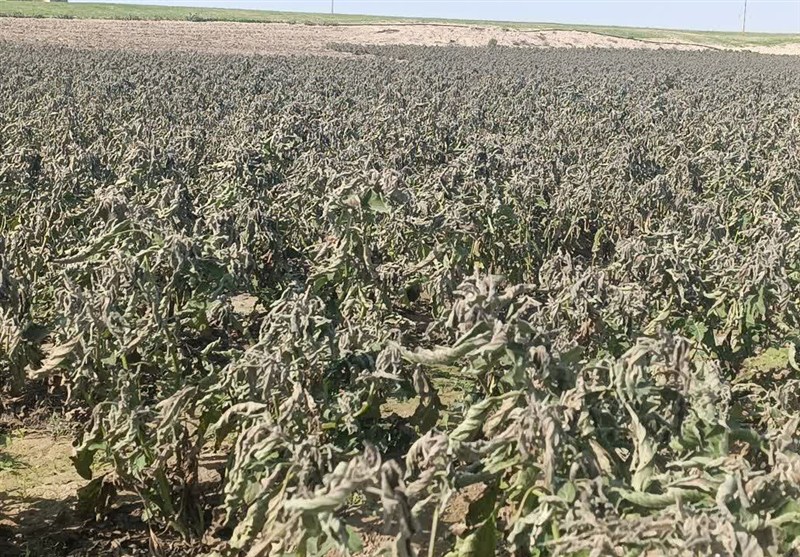 سرمازدگی ۱۰۰ هکتار از محصولات جالیزی شبانکاره دشتستان