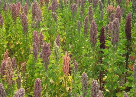 بررسی طرح کشت “کینوا” در ایستگاه تحقیقات کشاورزی برازجا