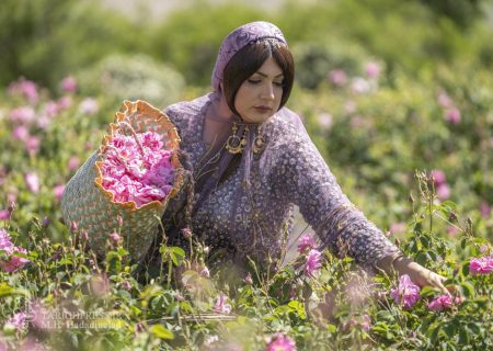 میمند؛ خاستگاه گل محمدی و گلاب در ایران
